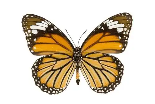 蝴蝶和蛾类的主要区别是蝴蝶头部有一对棒状或锤状触角,蛾的触角形状