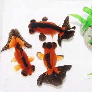 蝶尾金鱼一对金鱼一公一母观赏鱼富贵鱼招财狮子头耐养的鱼活体