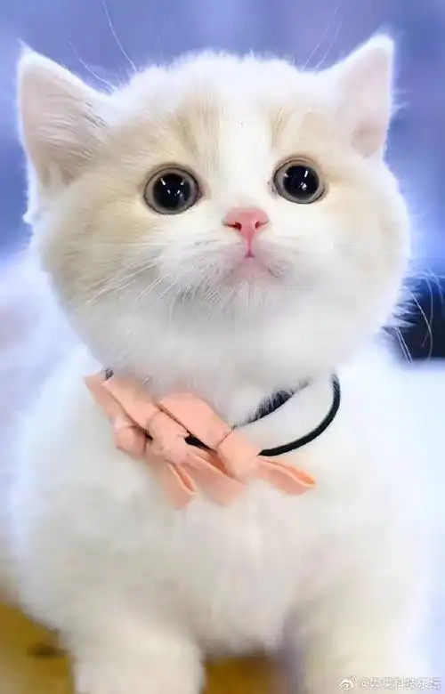 淘宝为什么不邀请我的猫