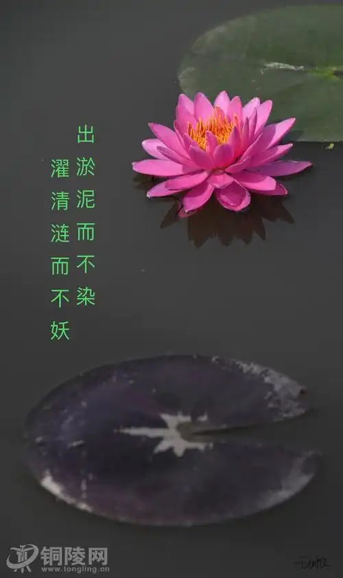 出淤泥而不染,濯清涟而不妖