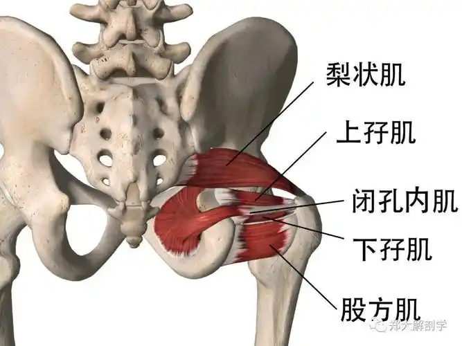 盆底骨盆周围肌肉