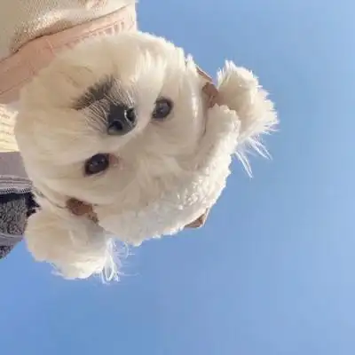 精选可爱的狗狗萌宠热门头像大全 萌化人心的可爱狗狗精选2021