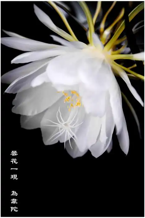 昙花一现为韦陀