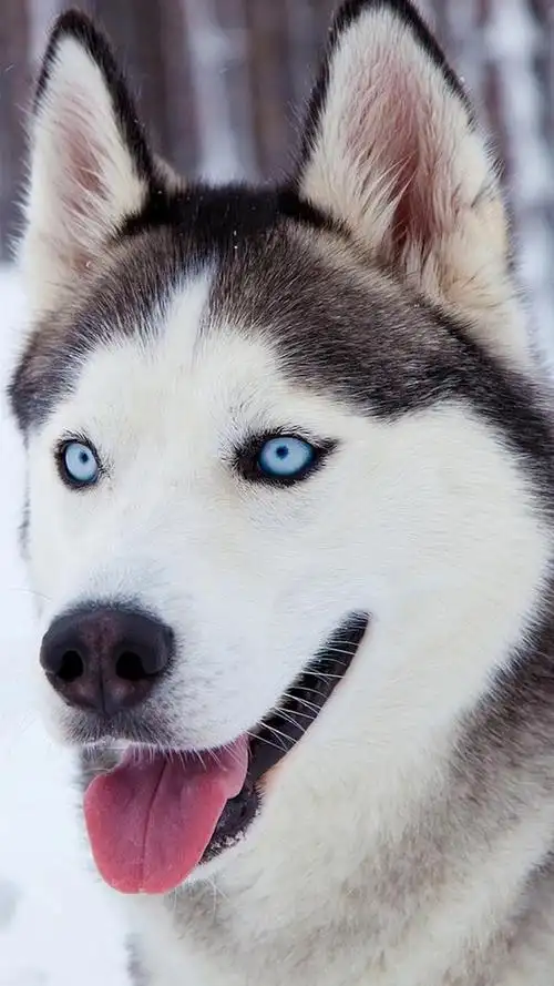 静静/壁纸/可爱的哈士奇,呆萌哈士奇壁纸(壁纸,雪橇哈士奇 高清壁纸