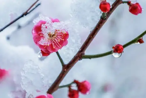 雪中梅花笑迎春