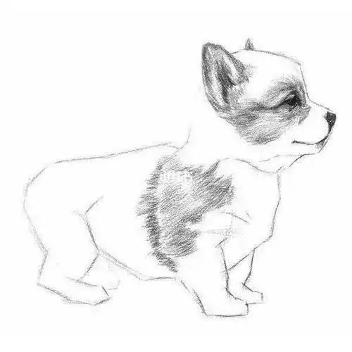 六年级素描猫咪简笔画简笔画素描教程孔雀简笔画作品简单易学的孔雀简