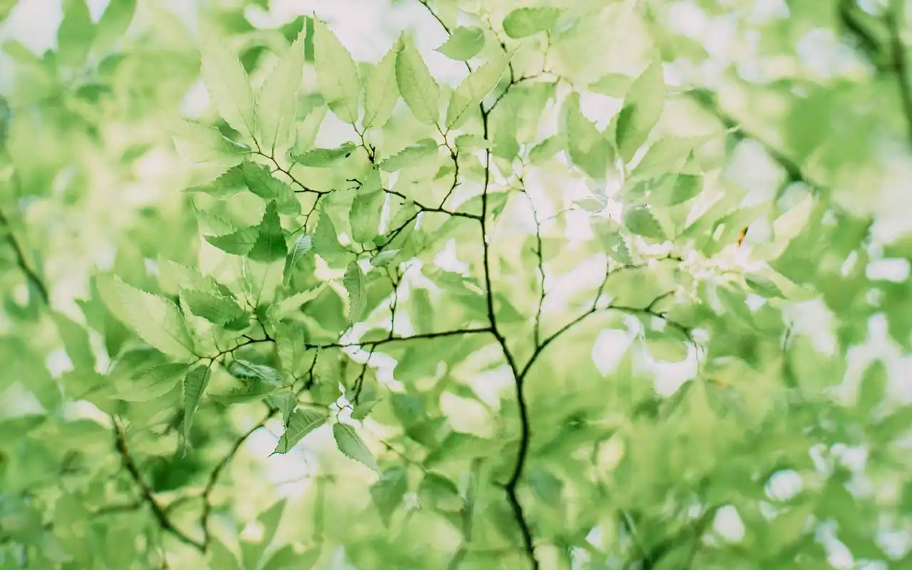 清新绿色护眼风景高清精美桌面壁纸