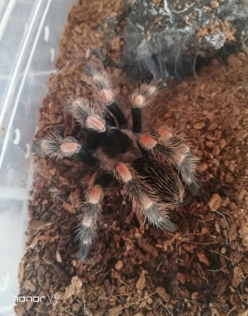 怎么养蜘蛛 饲养宠物蜘蛛最好单独饲养