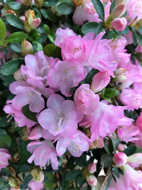 粉色小铃铛杜鹃花西塘小桃红