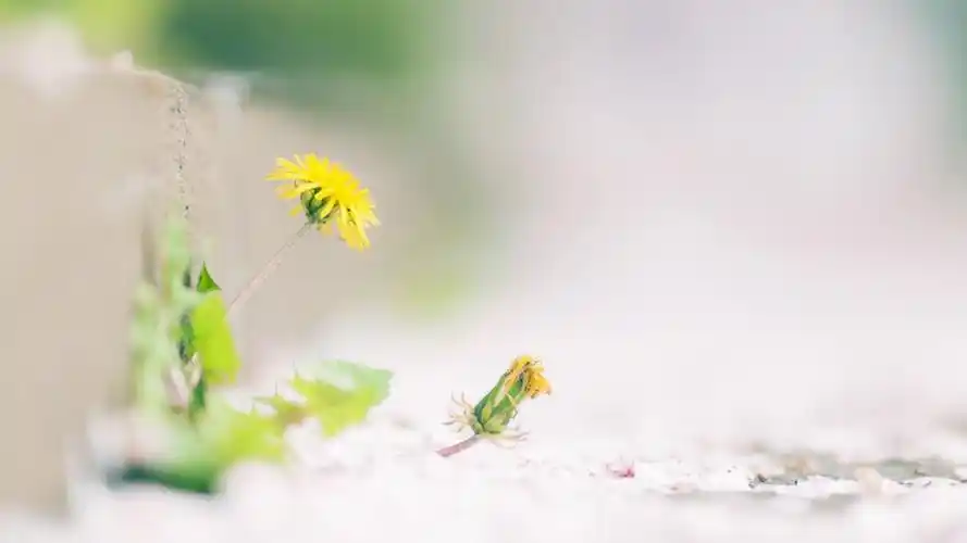 小清新简约植物风景唯美高清壁纸