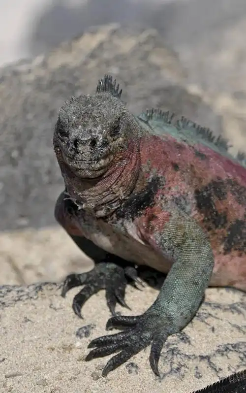 无人,竖图,特写,正面,旅游,野生动物,蜥蜴,厄瓜多尔