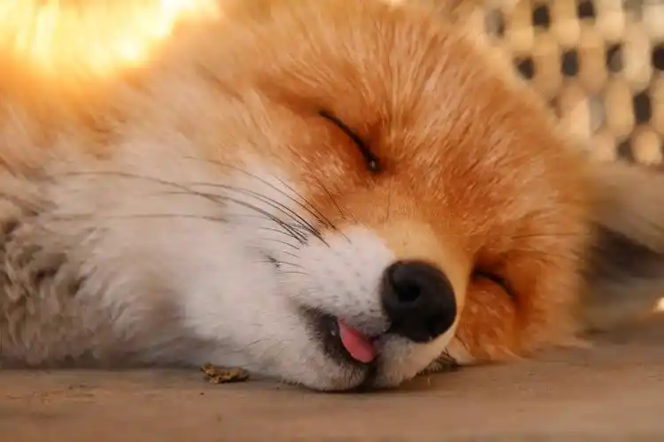 【今日萌图】纽约动物园的老虎确诊新冠!