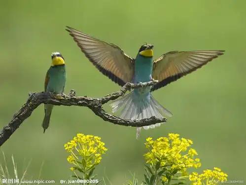 一只站在树上的鸟儿,从来不会害怕树枝断裂,因为它相信的不是树枝