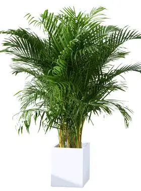 爱优尚散尾葵盆栽净化空气吸甲醛植物网红室内客厅大型绿植凤尾竹爱