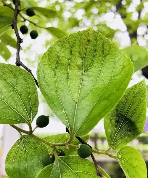 教你了解朴树和榕树朴树是落叶的耐寒乔木树叶有装饰效果