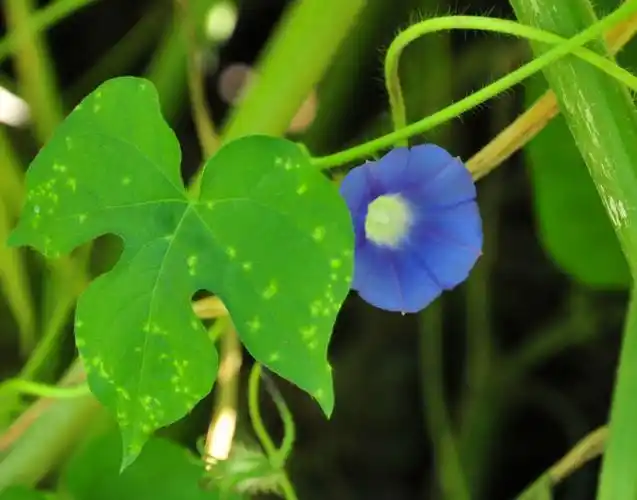 旋花科——裂叶牵牛 - 山野轻风 - 山野轻风的博客