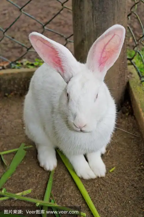 白兔