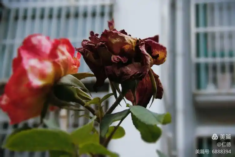 谢花残办无银赏