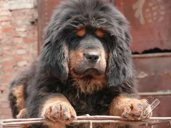 獒园 出售精品 红獒 铁包金 大狮头獒 欢迎实地上门选购