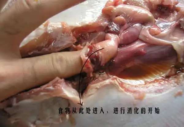 的器官是经由满富油脂的肝脏来担任的(此结论有待考证,目前有人提出