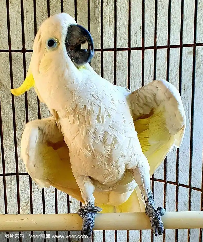 一只可爱的鹦鹉在笼子里跳舞