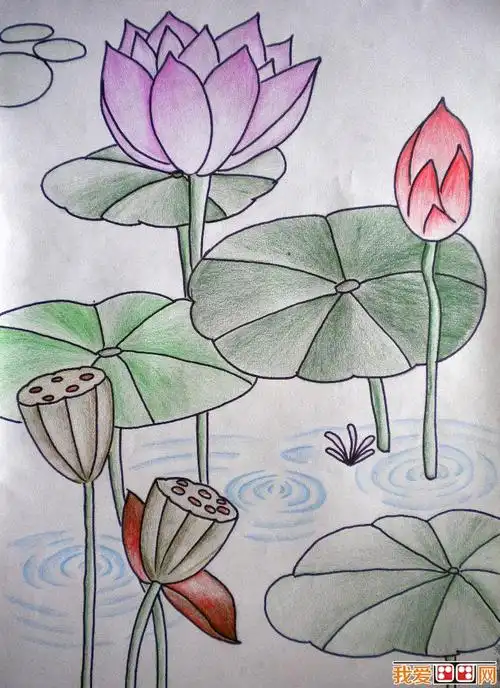 学画画 儿童画教程 儿童画欣赏    夏天最经常做的事情就是赏荷了
