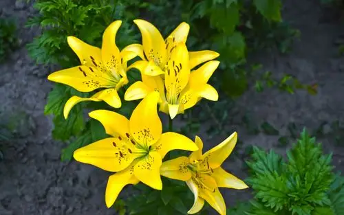 360资源组百合高清壁纸汇集1920x120030p