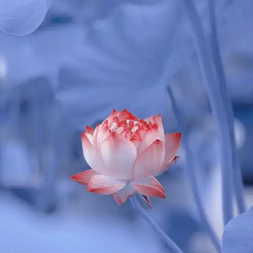 铁汁们谁知道关于莲花的头像啊