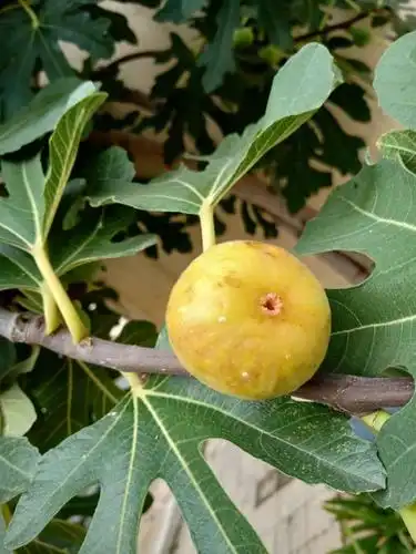 "秋之韵"山东龙口的秋天,正是花好果香之季.