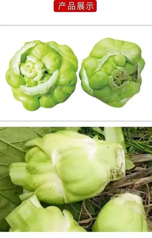 四川新鲜榨菜头羊角菜青菜头菱角疙瘩咋菜芥菜涪陵生榨菜蔬菜批发 2斤
