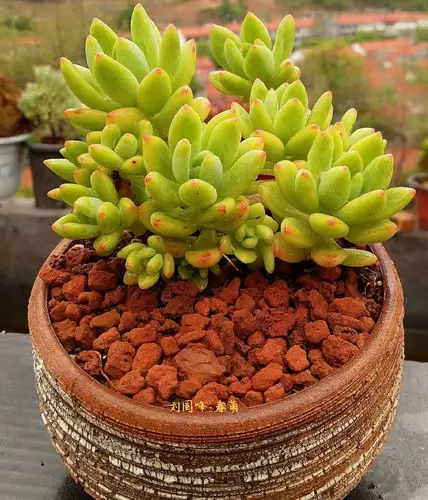 春萌,徒长的多肉之一,自带香味,状态果冻色,极为萌人.