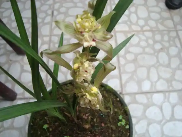 目前最贵的春剑奇花-春剑篇-中国兰花交易网社区