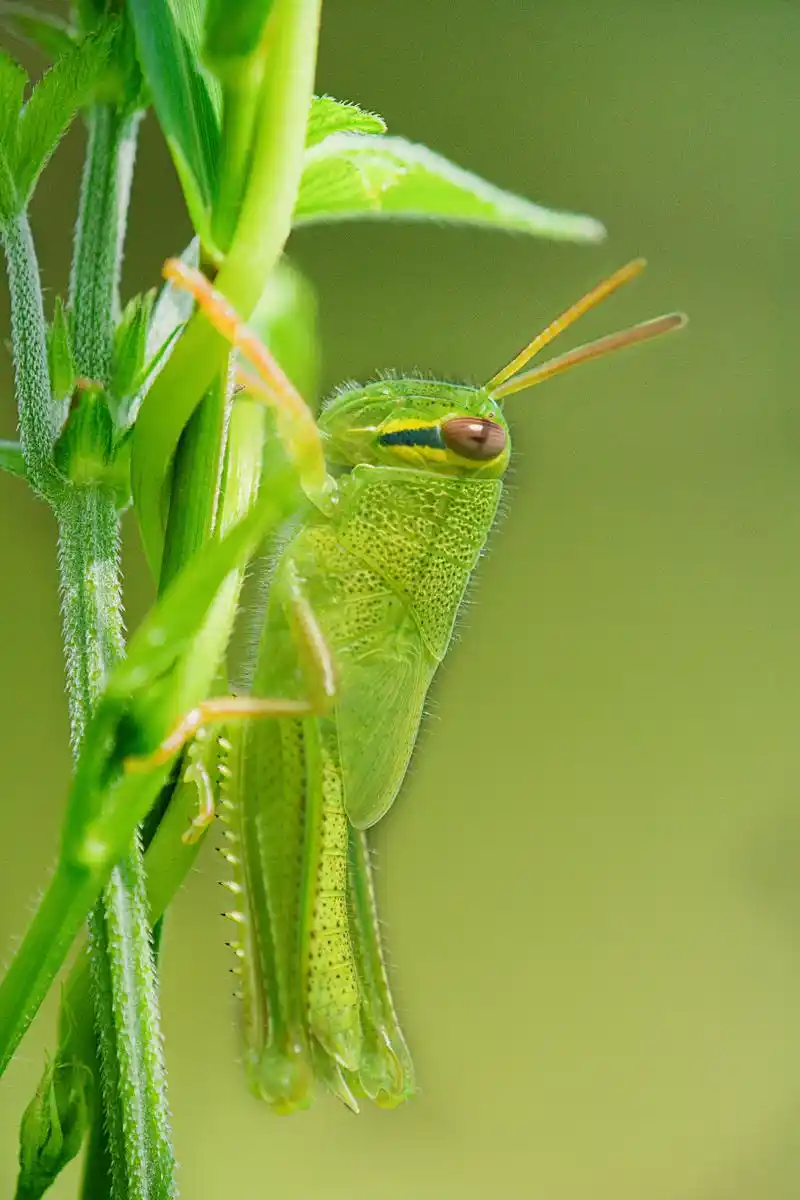 蝗虫是蝗科蝗属的昆虫动物,全身通常为绿色,灰色,褐