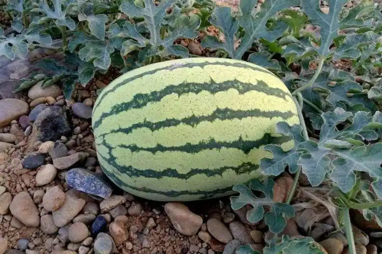 并不了解石头瓜;宁夏石头瓜是个通称,严格来说是指中卫压砂西瓜