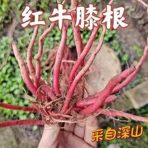 野生川牛膝图片