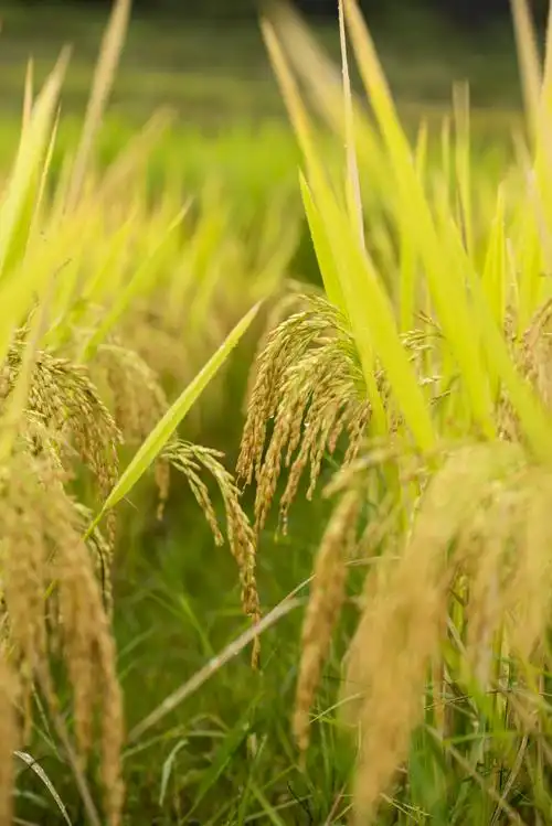 金色的稻子,带来了丰收的喜悦!