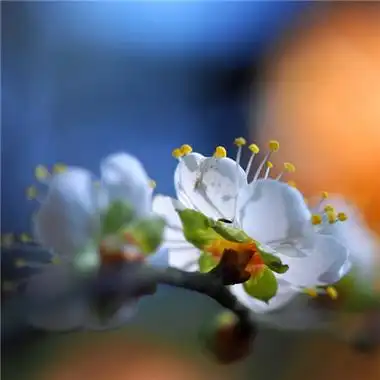 适合永久做头像的图片花草_微信头像_头像屋