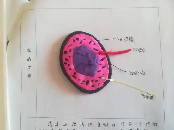 制作动物细胞——东康中学初一465班魏李坤生物项目式学习作业