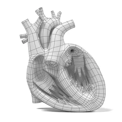人体解剖学3d模型