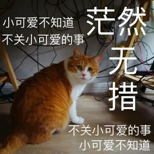 不关小可爱的事茫然无措猫咪猫咪小可爱茫然无措不关表情