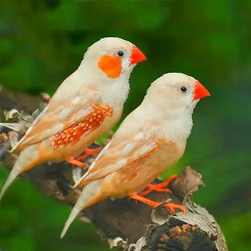 七彩活体小型宠物鸟观赏鸟珍珠鸟活物灰白活体送鸟粮----预售 四月28