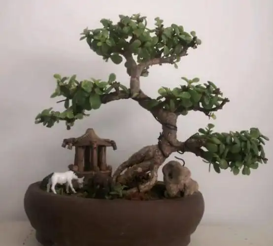 金枝玉叶拔起来养