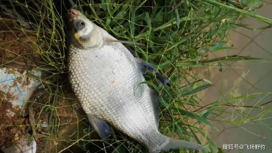 带上一棒嫩玉米跟我去野钓鳊鱼吧
