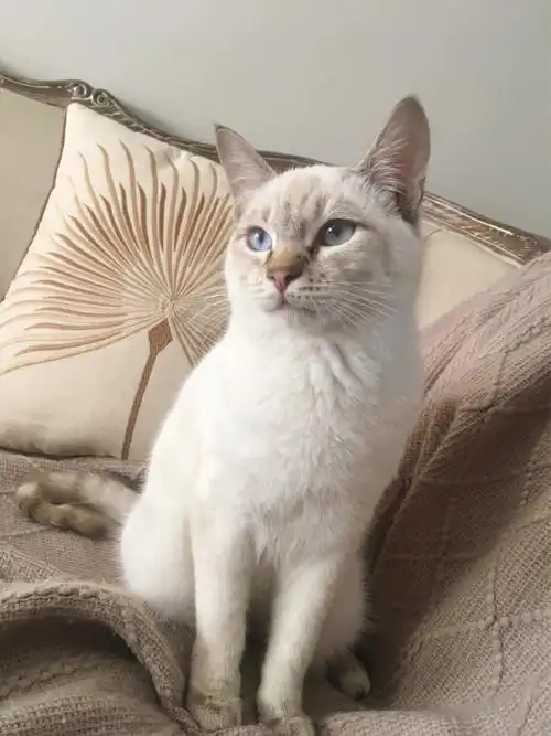 小眼睛虎斑暹罗猫