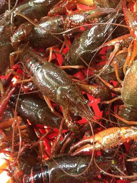 批发现货鲜活淡水小龙虾野生小龙虾规格4-6钱养殖场发货