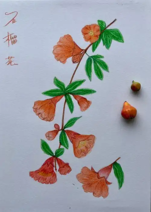 彩铅画石榴花