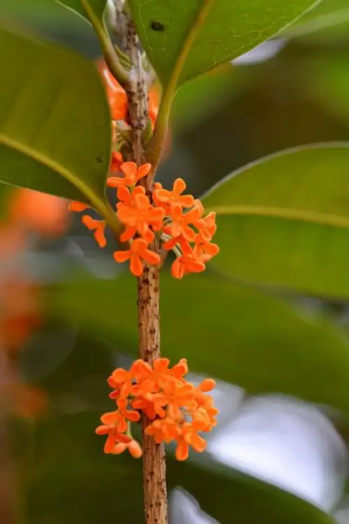 金黄色桂花图片第7张