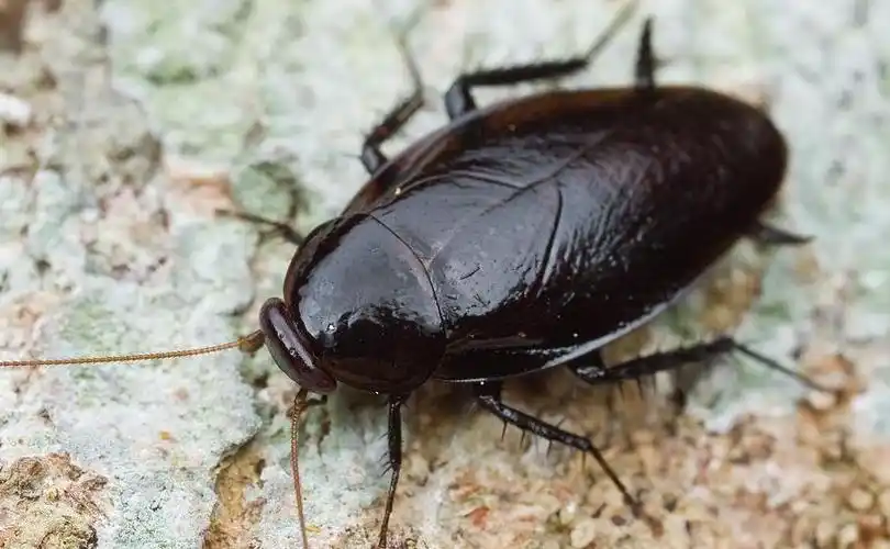 后翅质薄适於飞行,因此,当其受惊扰或长距离移动或雄蟑螂追求雌蟑螂时