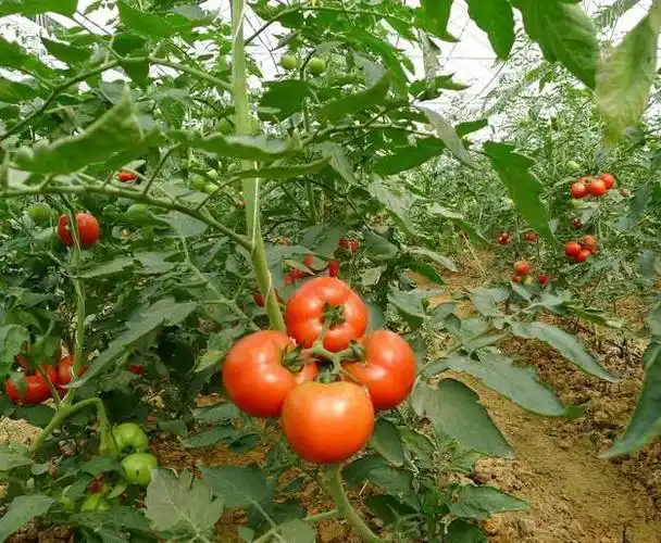 番茄夏季不坐果?原来这才是"真相"!_植株