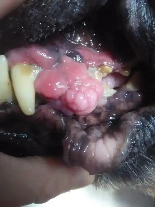 狗狗口腔肿瘤